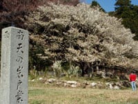 天の岩戸で茶屋 桜