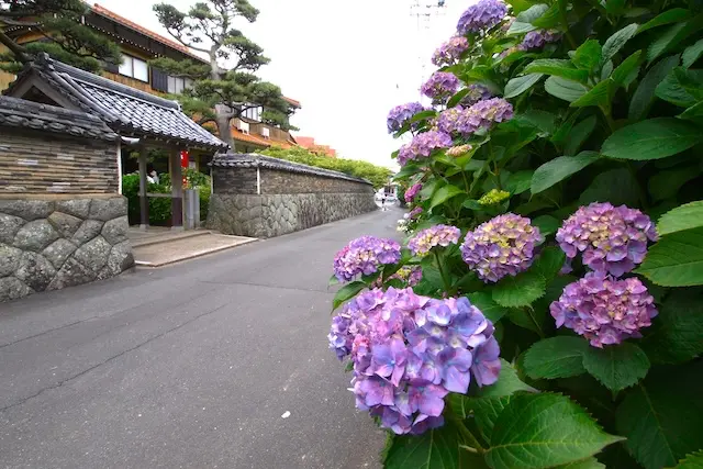 大慈寺 あじさい祭り