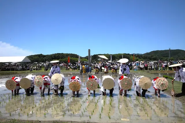 伊雑宮御田植祭