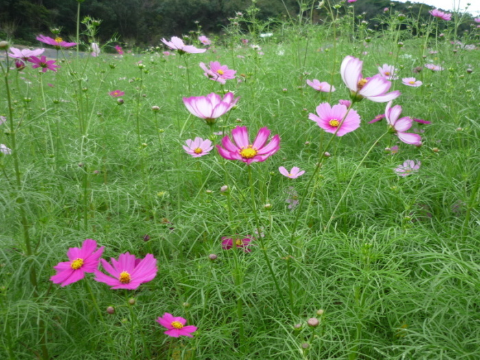 志摩市観光農園　コスモス開花に伴う開園のお知らせ