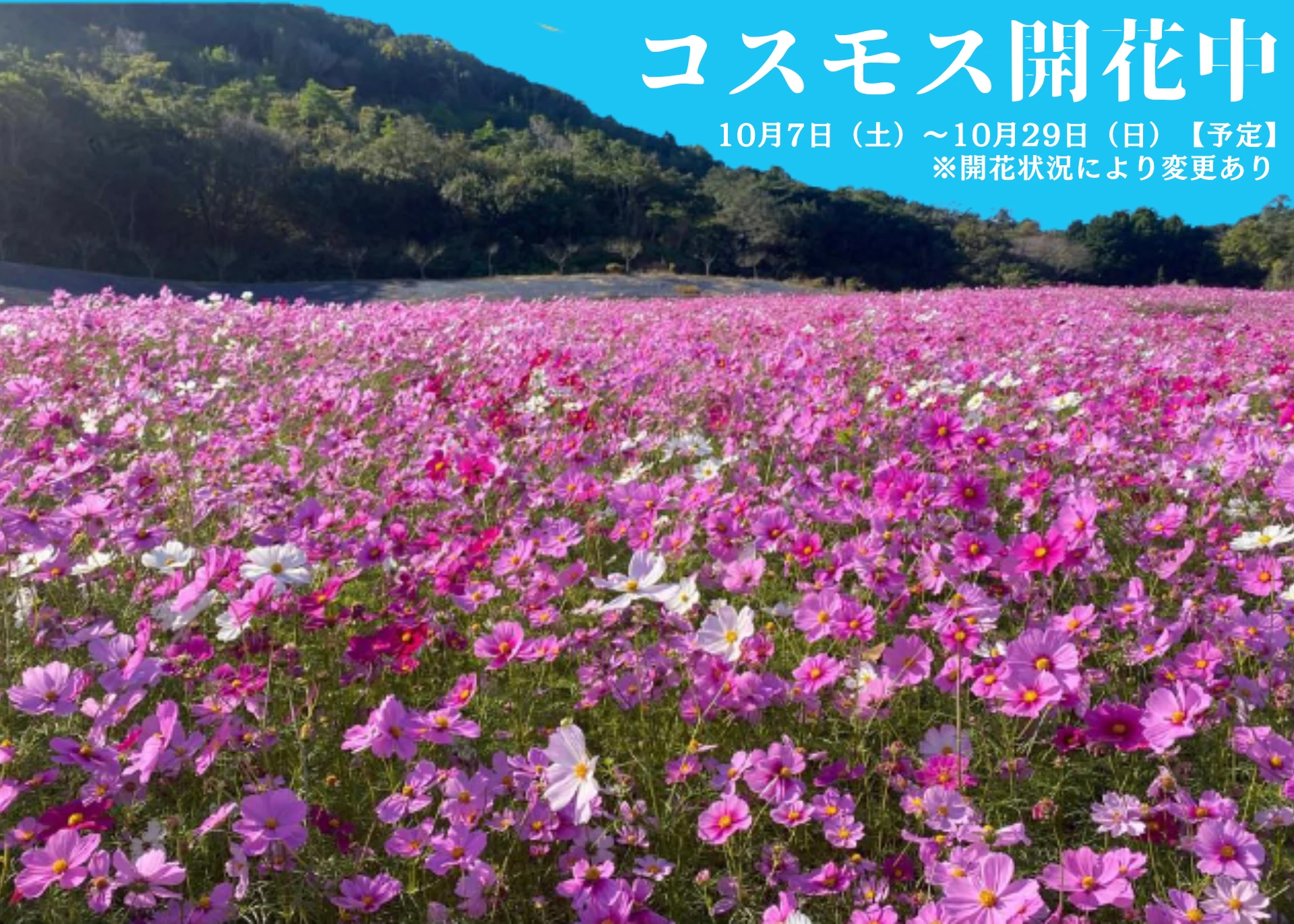 志摩市観光農園　コスモス開花中！　　　　　