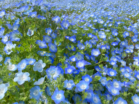 Némophile ②