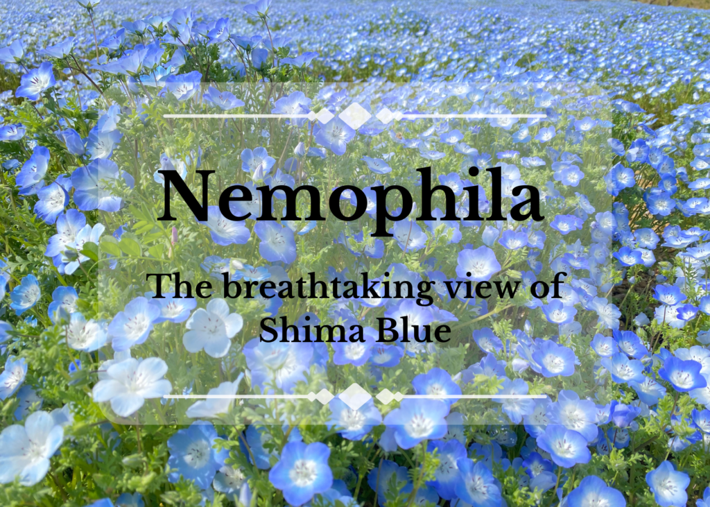 Ouverture de la ferme touristique Nemophila de la ville de Shima