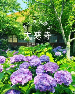 2025年6月1日(日)に、大慈寺（大王町波切）で、毎年恒例のあじさい祭りが開催されます🌸

野点（抹茶）やあじさいグッズの販売、民踊、伊勢ウィンドアンサンブルによる吹奏楽など、多彩な催しが目白押しとなっておりますので、ご家族やお友達をお誘いあわせの上、是非ご参加ください。

#アジサイ #あじさい #紫陽花 #マルシェ #あじさい祭り #トラック市 #志摩市 #伊勢志摩 #大王崎 #地域活性化 #じゃまテラス #大慈寺 #大王町 #波切 #吹奏楽 #コンサート #志摩市イベント

#hydrangea #daijiji #shima #iseshima #shima_festival #visit_mie #exploreshima #shimashi #shimastagram #수국 #绣球花 #hortènsia

🏄海・マリンスポーツなどフォトジェニックな志摩市の魅力発信中🏄
【志摩市公式インスタグラム】
@shimacity_official