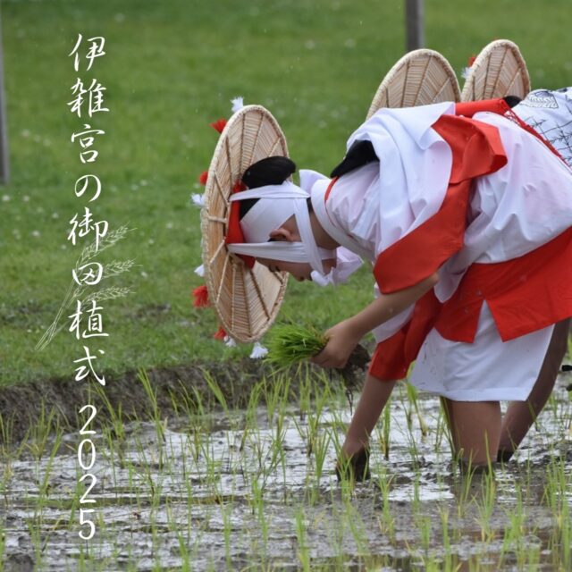 伊雑宮の御田植式2025🌿

地元の方々によって受け継がれてきた、厳かで美しい一連の神事は、
ときに優雅に、ときに力強く、
訪れる人々の心に深く残ることでしょう。
ぜひ、初夏の志摩で日本の原風景に触れてみてください。

📅 開催日：令和7年6月24日（月）予定
📍 伊雑宮　三重県志摩市磯部町上之郷374
📸 写真撮影の際は、マナーを守ってご鑑賞くださいませ。

#伊雑宮 #御田植祭 #伊勢神宮別宮 #三重の祭り #志摩の風景 #伝統行事 #静かな祭り #日本の四季 #自然と祈り #初夏の風物詩