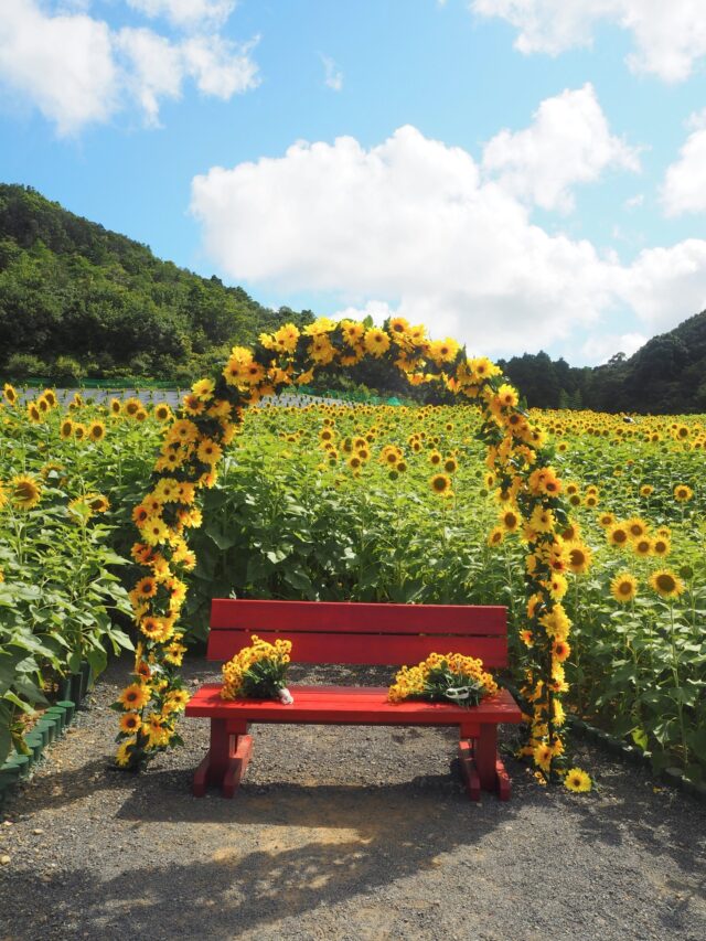 🌻志摩市観光農園🌻
✨ただいま開園中✨

今年も約10万本のひまわりが見頃を迎え、黄色いじゅうたんのように咲き誇っています🌼💛
なだらかな斜面一面に広がる絶景はまさに圧巻！
写真映えスポットもたくさん📸✨

さらに！
📷【#2025志摩市観光農園フォトコンテスト】開催中🎁
志摩市観光農園のInstagramをフォロー＆指定ハッシュタグをつけて投稿！
入賞者3名に豪華賞品をご用意しています🎉
※入賞作品はポスター等に使用される可能性があります

【開園情報】
📅期間：～8月3日(日)まで
🕘時間：9:00〜17:00
📍場所：志摩市磯部町穴川511-5（道の駅伊勢志摩の奥）
💰入園料：300円（中学生以下無料）
🚗駐車場：約160台（無料）

夏限定の絶景をぜひ体感してください🌞🌻

詳細は、志摩市観光協会公式サイトのイベントページをご覧ください！
※プロフィールのリンクからアクセスいただけます。

○●━━━━━━━━━━━・・・‥‥……
志摩市のふるさと納税では、返礼品として「御食国志摩満喫旅行券」をご用意しています。
宿泊や体験に使えて、志摩でいっぱい楽しめます！
……‥‥・・・━━━━━━━━━━━●○
#志摩市観光農園 #ひまわり畑 #絶景スポット #志摩の夏 #伊勢志摩ドライブ #フォトコンテスト開催中 #御食国志摩満喫旅行券 #ふるさと納税 #ふるさと納税返礼品 #ふるさと納税おすすめ